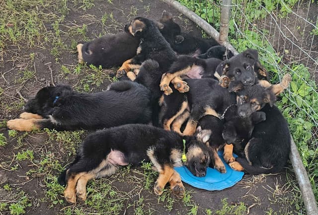 German Shepherd Puppies media 8