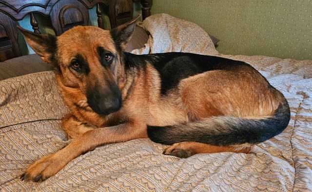 German Shepherd Puppies media 9