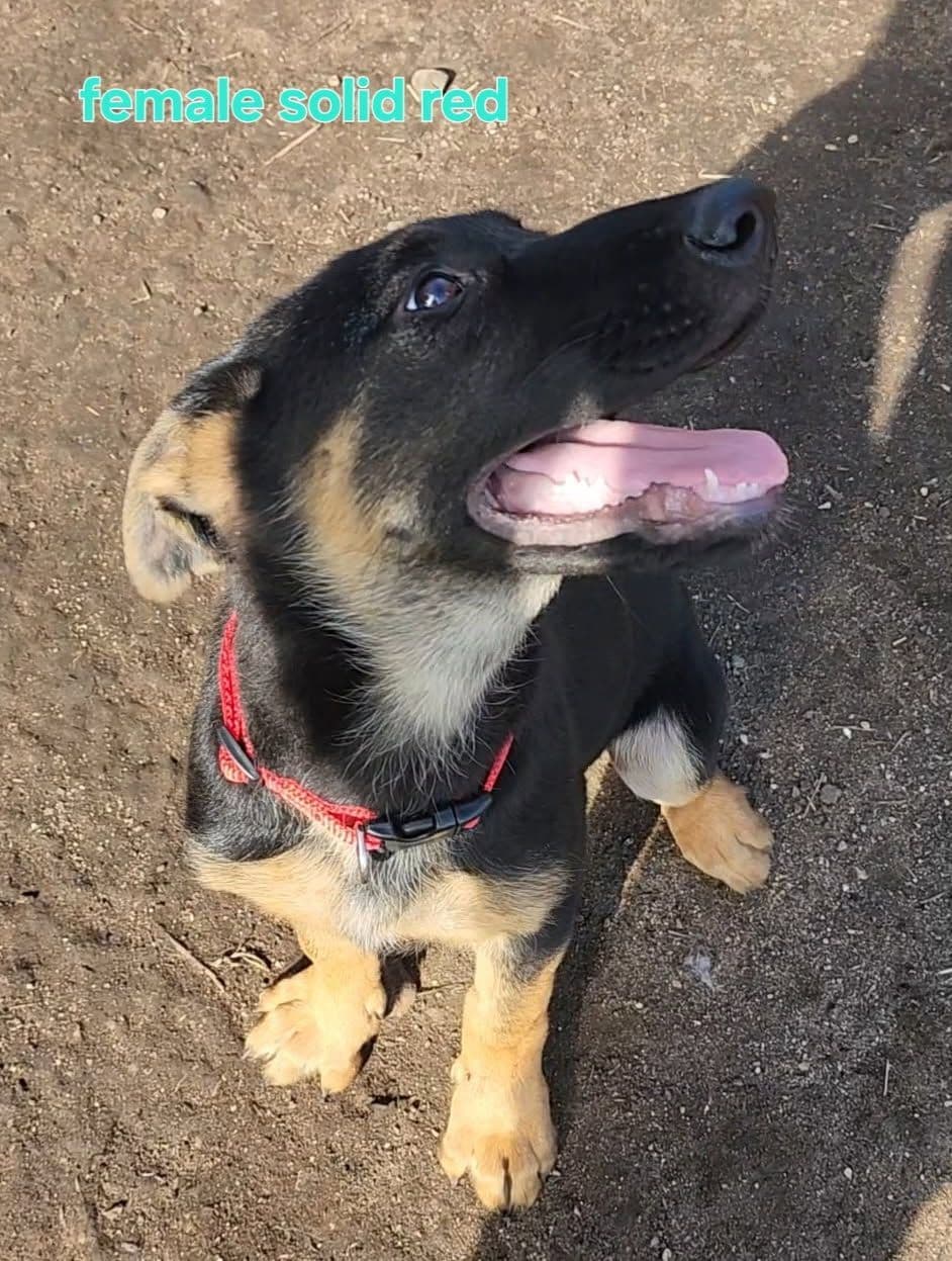 German Shepherd Puppies breeder image 1