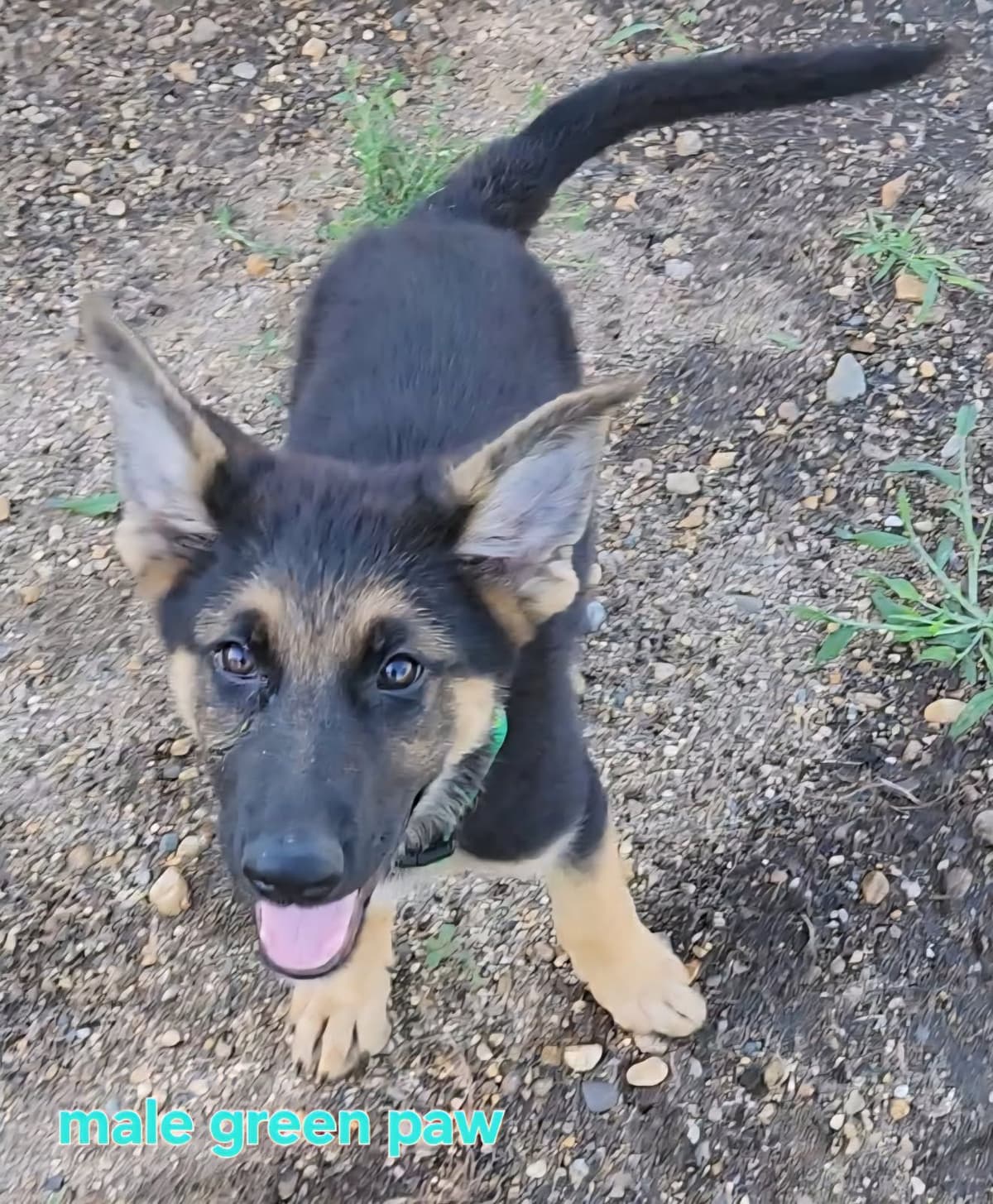 German Shepherd Puppies breeder image 2