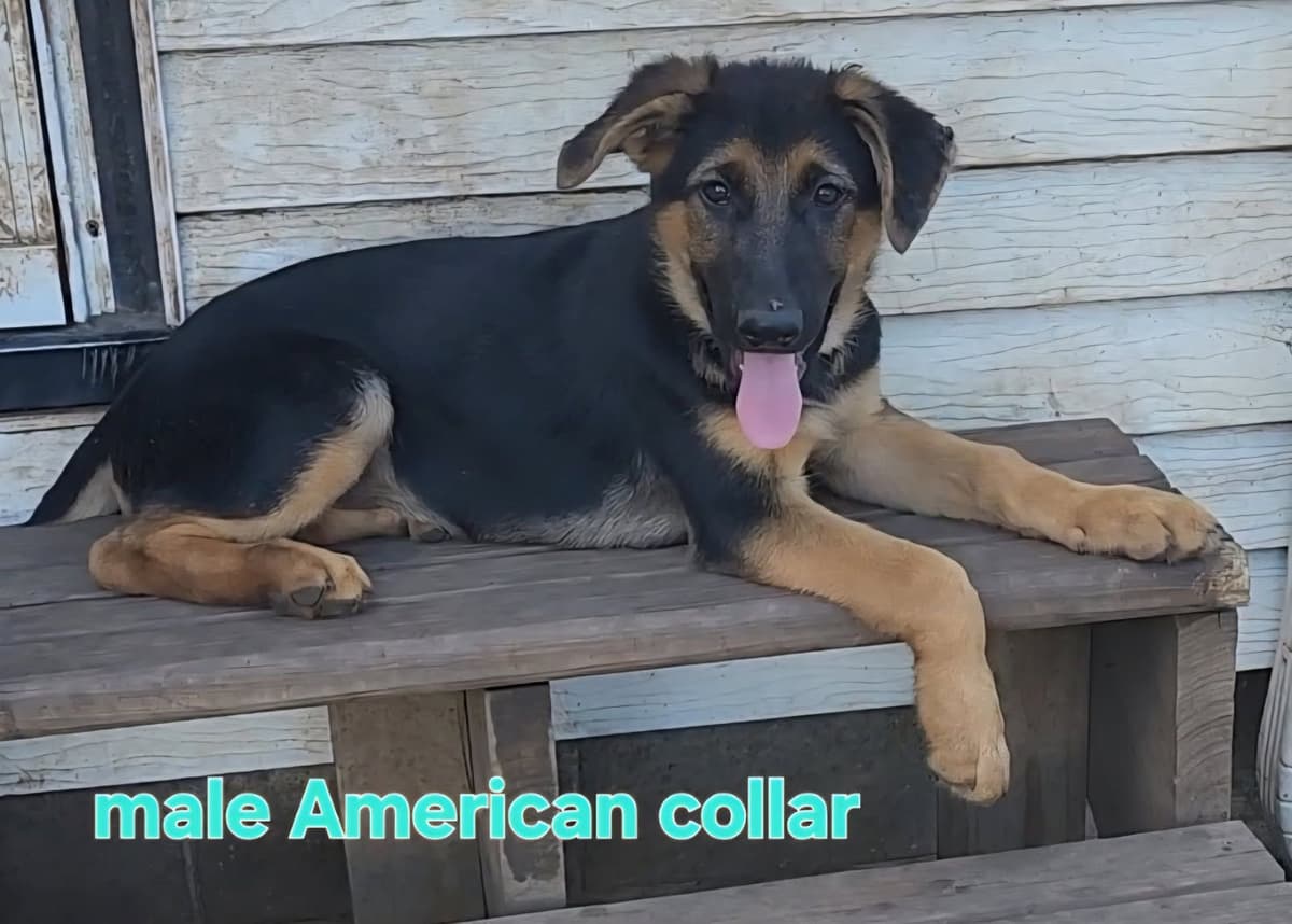 German Shepherd Puppies breeder image 3