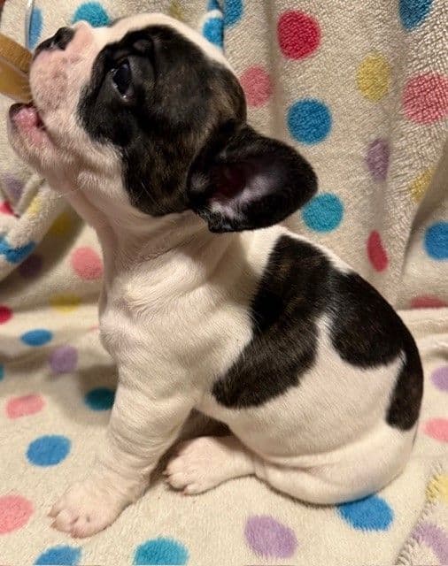 French Bulldog Puppies media 2