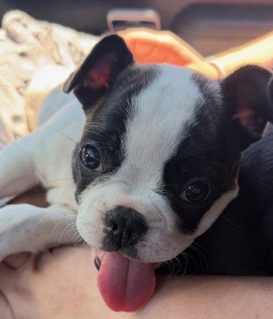French Bulldog Puppies breeder image 1