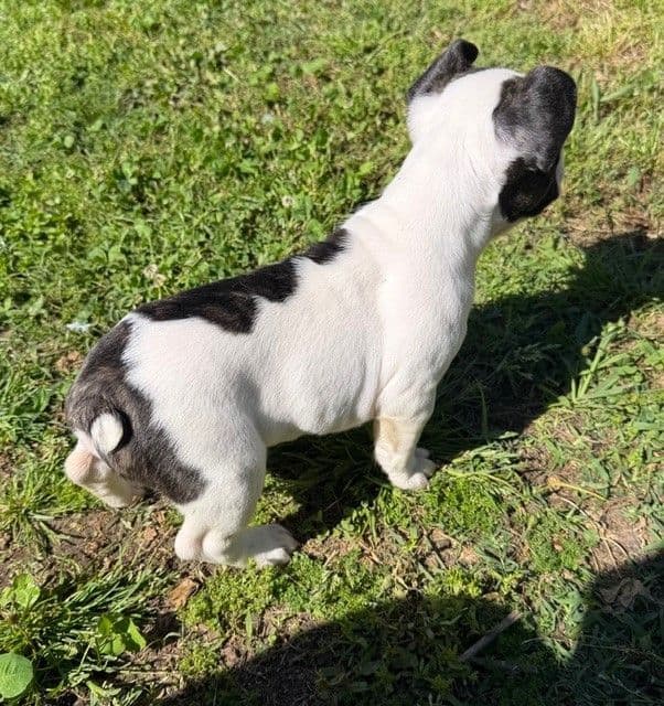 French Bulldog Puppies breeder image 3