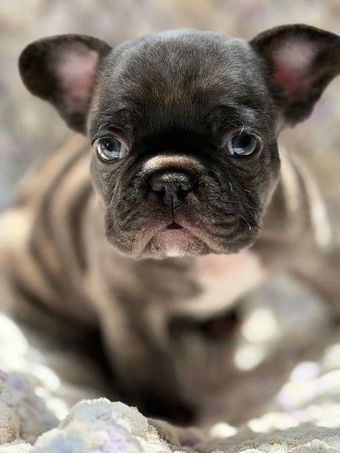 French Bulldog Puppies breeder image 5