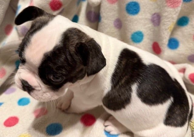 French Bulldog Puppies breeder image 6