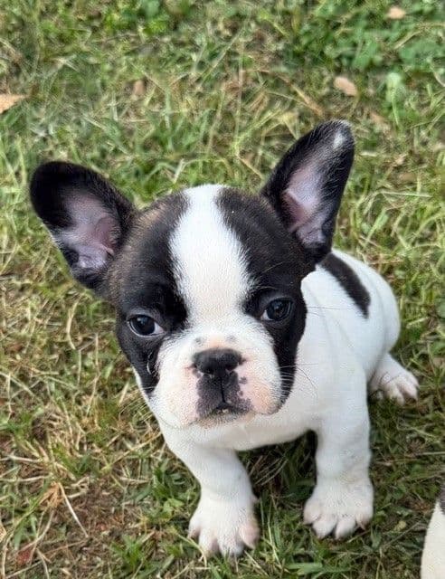 French Bulldog Puppies media 4