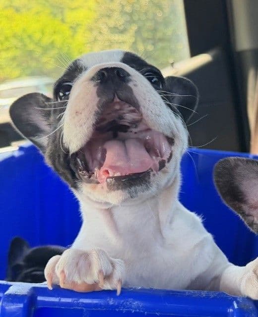 French Bulldog Puppies media 6