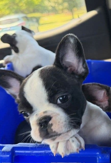 French Bulldog Puppies media 7
