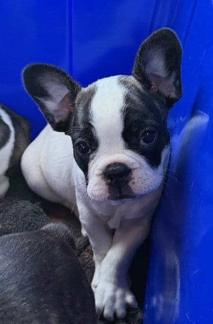 French Bulldog Puppies media 8