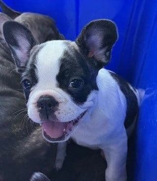 French Bulldog Puppies media 10