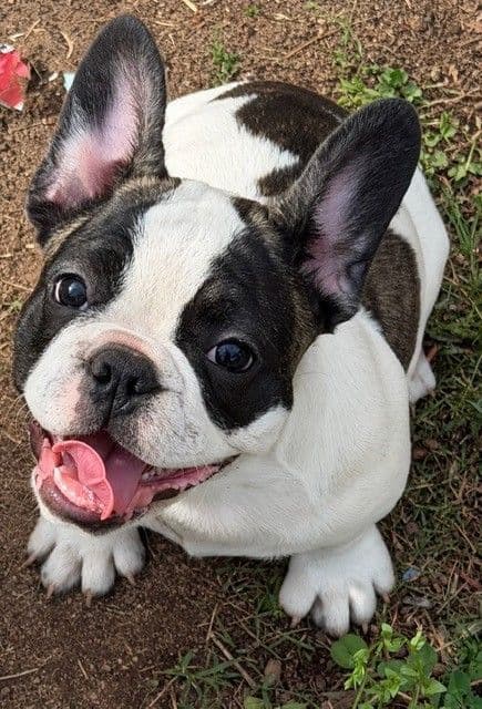 French Bulldog Puppies media 11