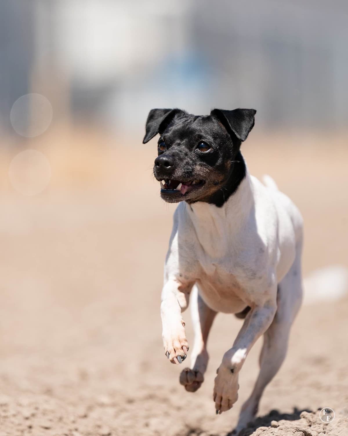 Japanese Terrier Puppies breeder image 2