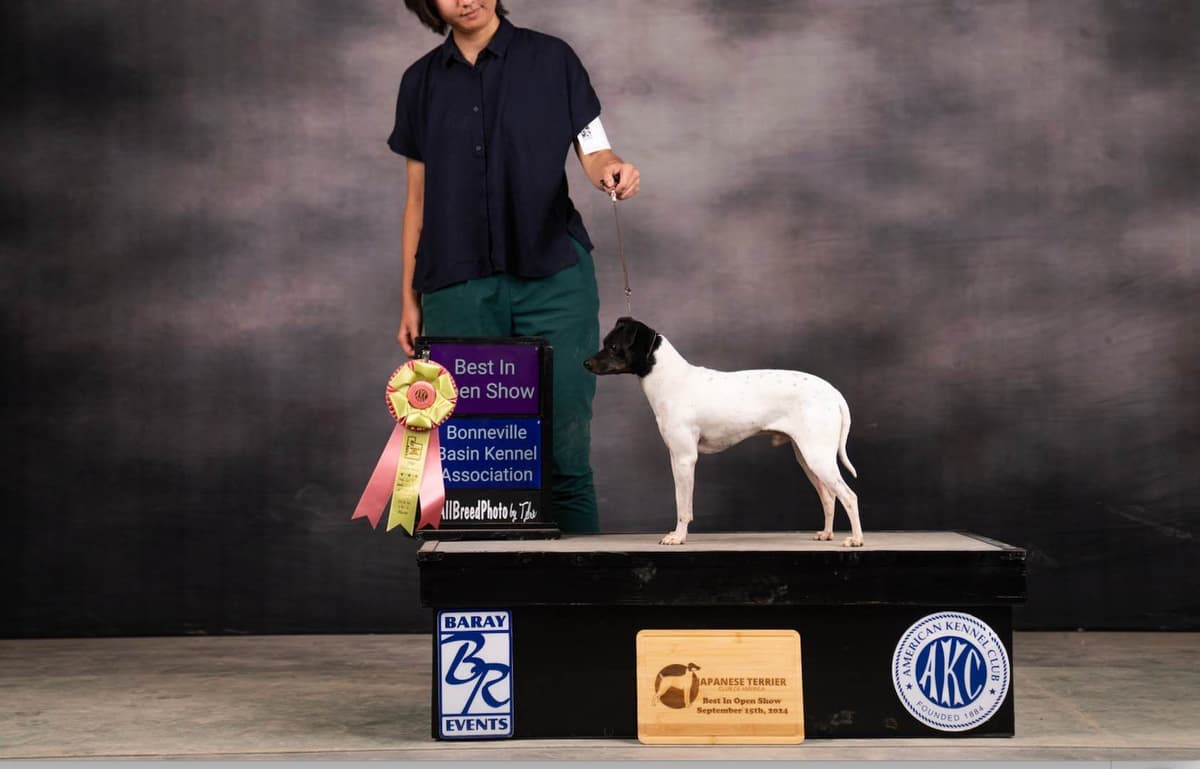 Japanese Terrier Puppies breeder image 1