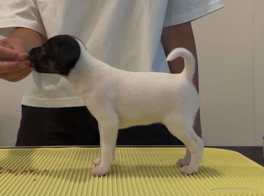 Japanese Terrier Puppies breeder image 5