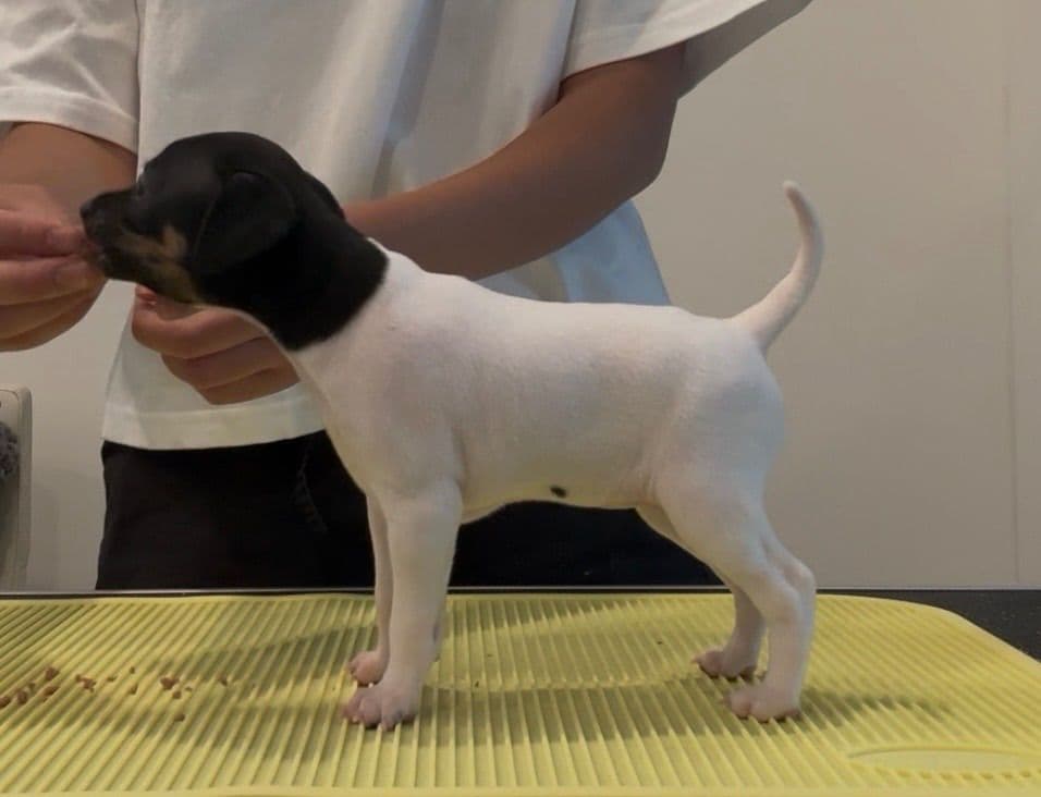 Japanese Terrier Puppies breeder image 6
