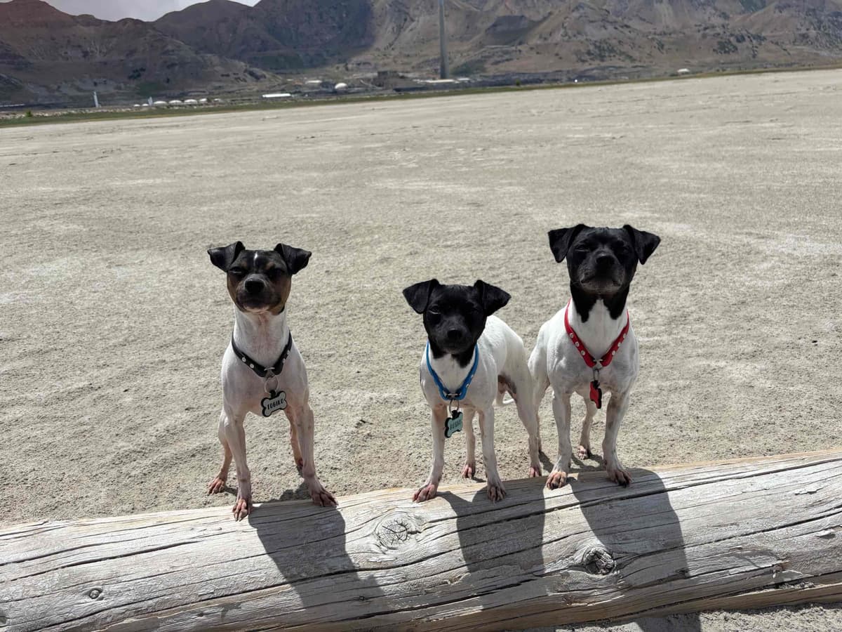 Japanese Terrier Puppies breeder image 7