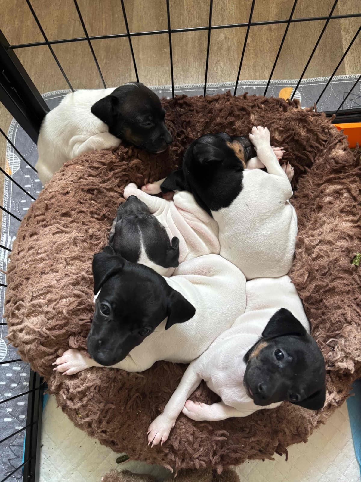 Japanese Terrier Puppies breeder image 8