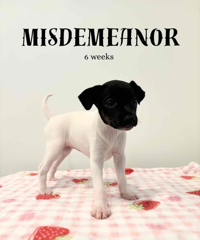 Japanese Terrier Puppies media 4