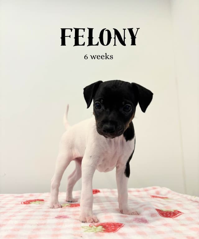 Japanese Terrier Puppies media 5