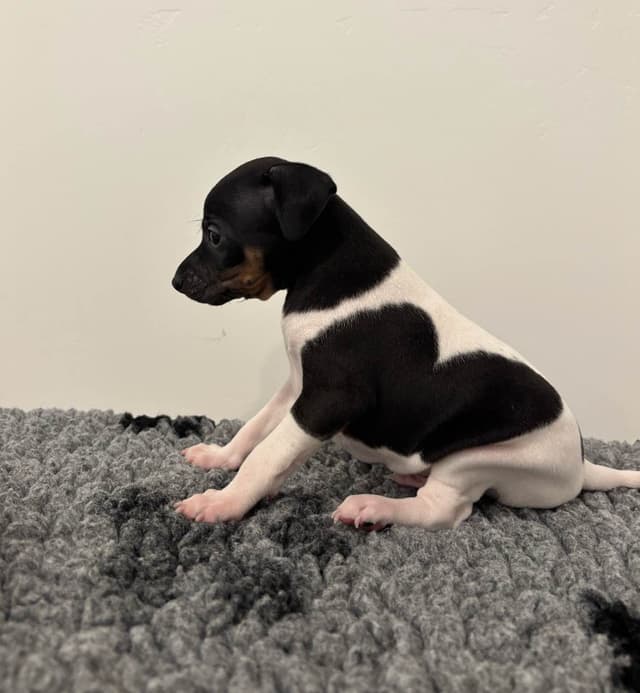 Japanese Terrier Puppies media 7