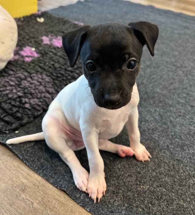 Japanese Terrier Puppies media 6