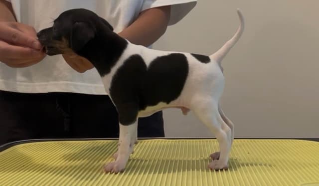 Japanese Terrier Puppies media 2