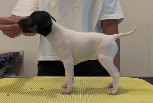 Japanese Terrier Puppies media 3