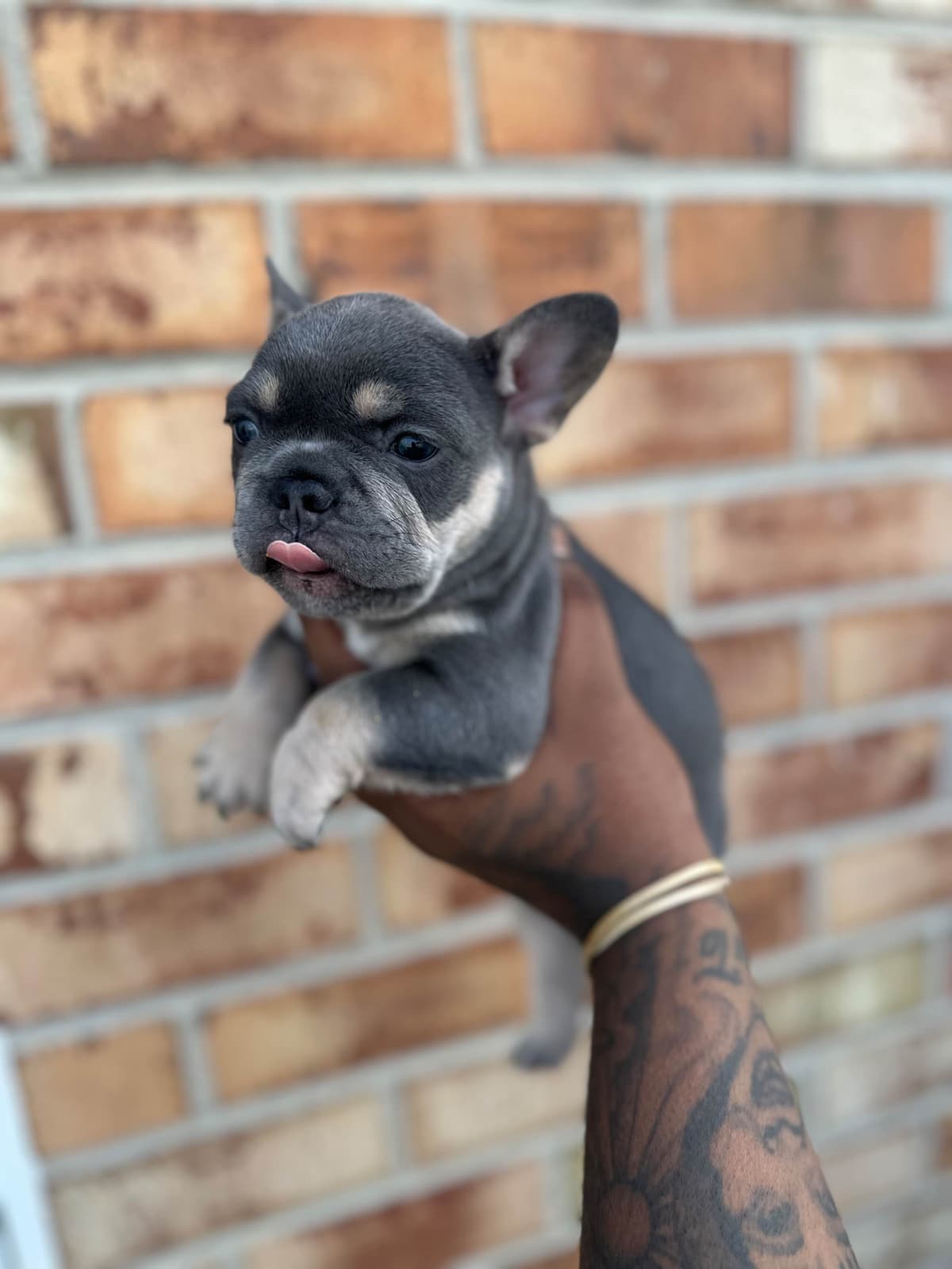 Frenchie Puppies breeder image 1