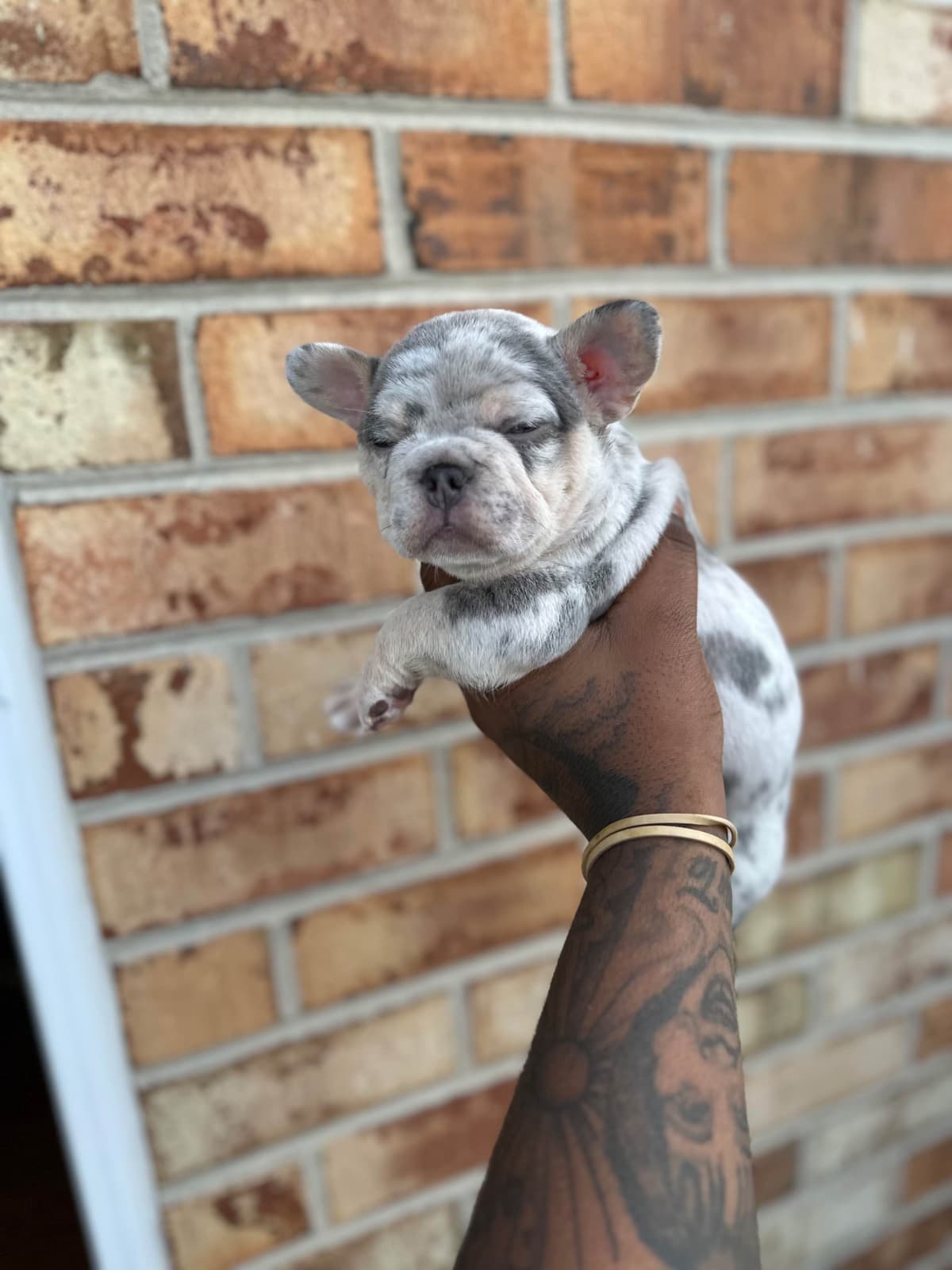 Frenchie Puppies breeder image 3