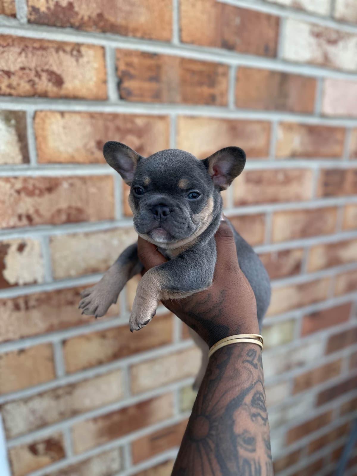 Frenchie Puppies breeder image 4