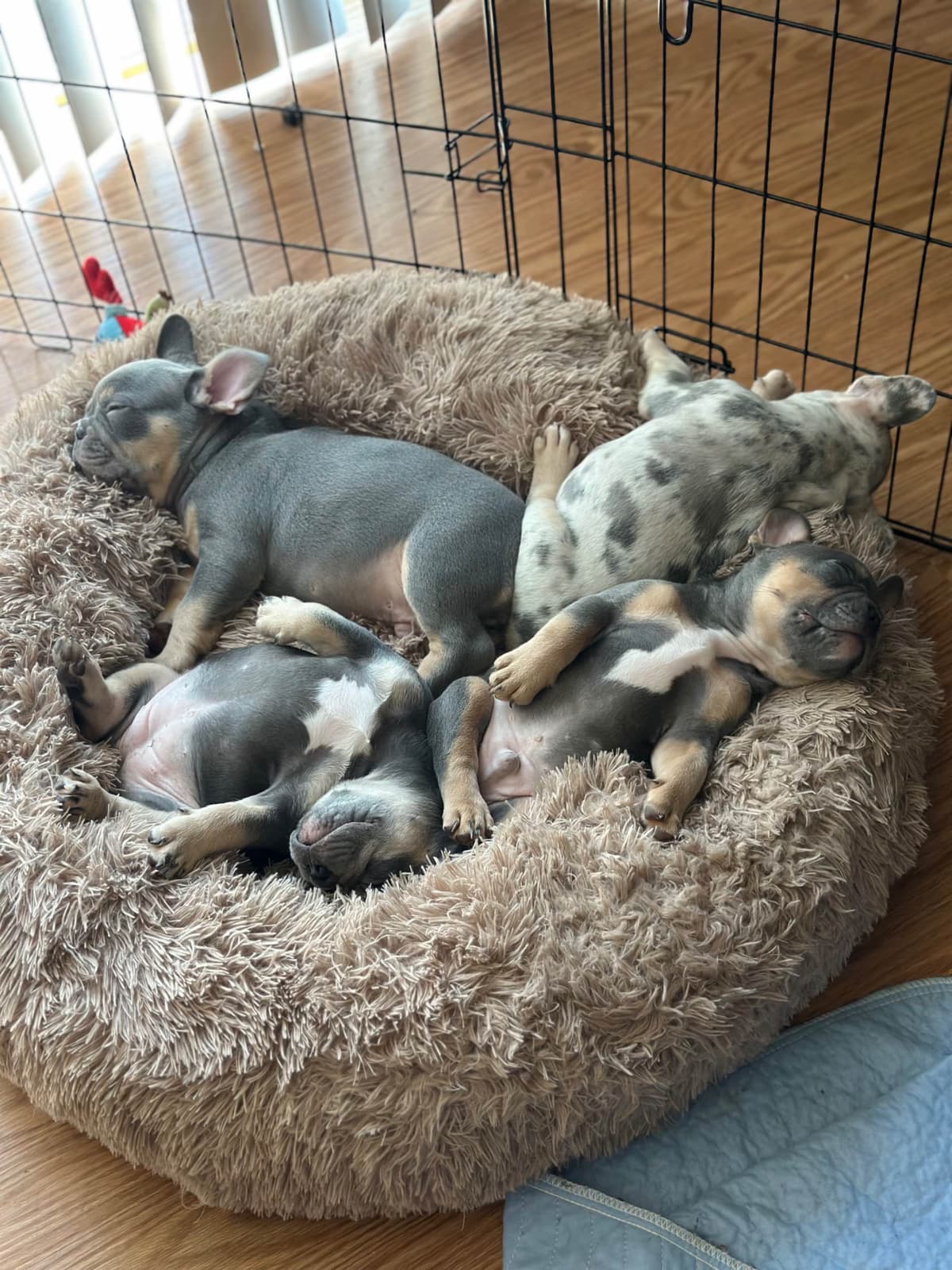 Frenchie Puppies breeder image 5
