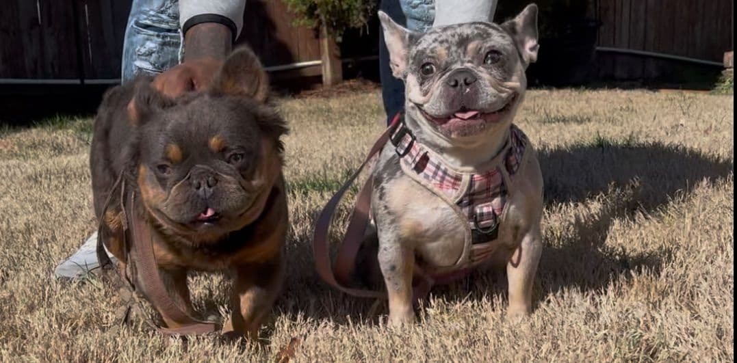 Frenchie Puppies breeder image 6