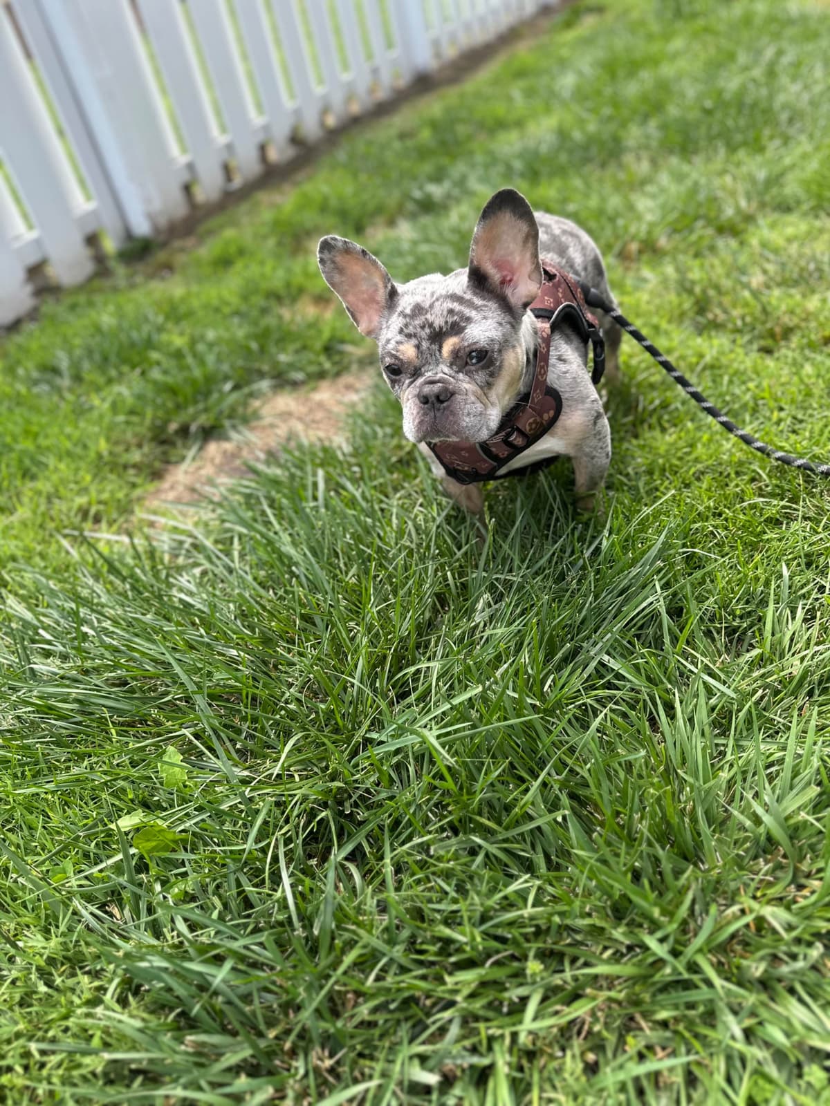 Frenchie Puppies breeder image 7