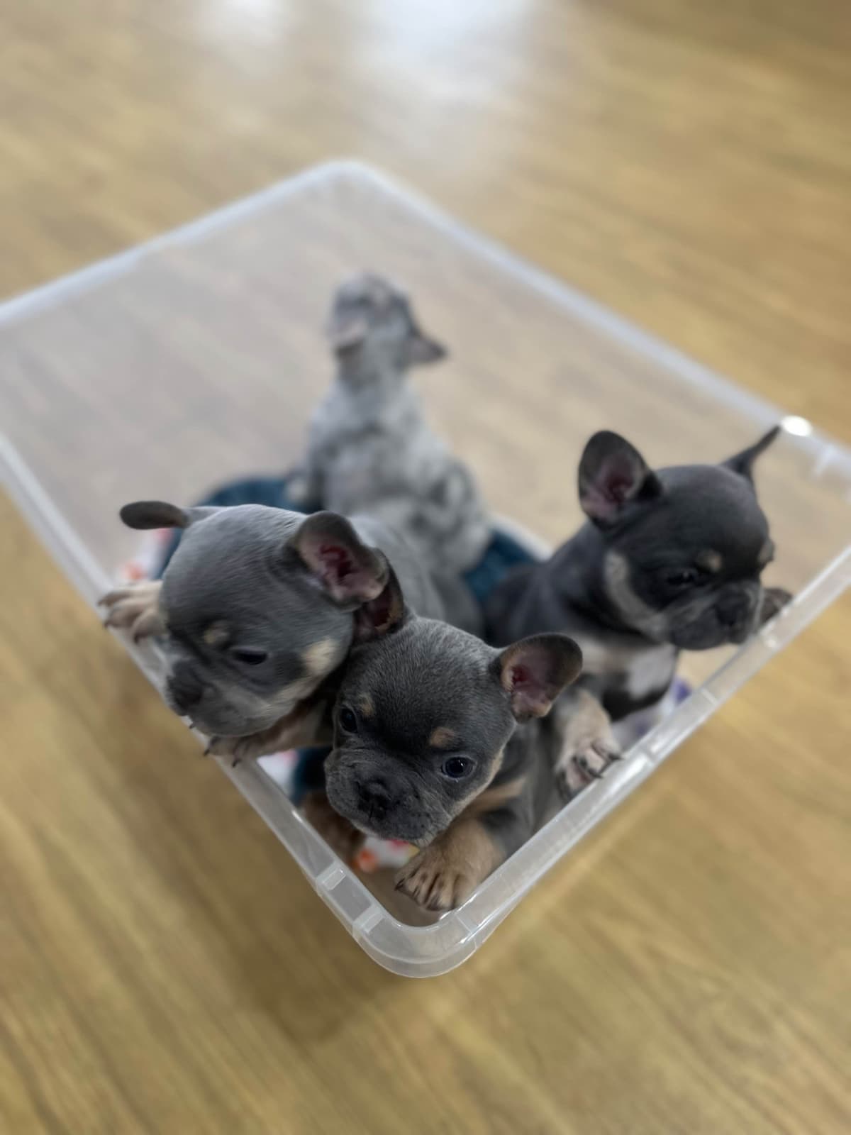 Frenchie Puppies breeder image 8