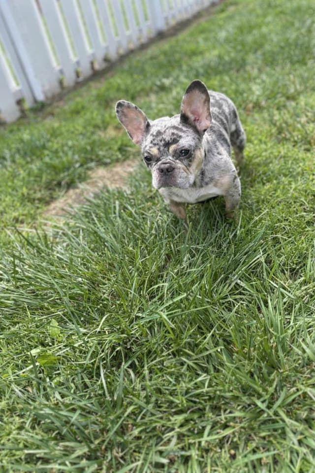 Frenchie Puppies media 5