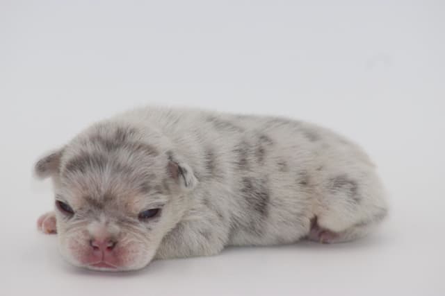 Frenchie Puppies media 2