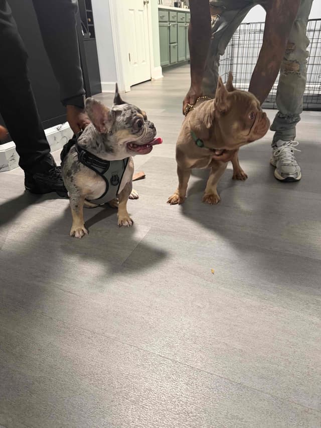 Frenchie Puppies media 4