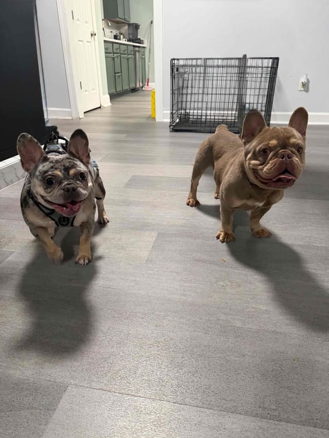 Frenchie Puppies media 3