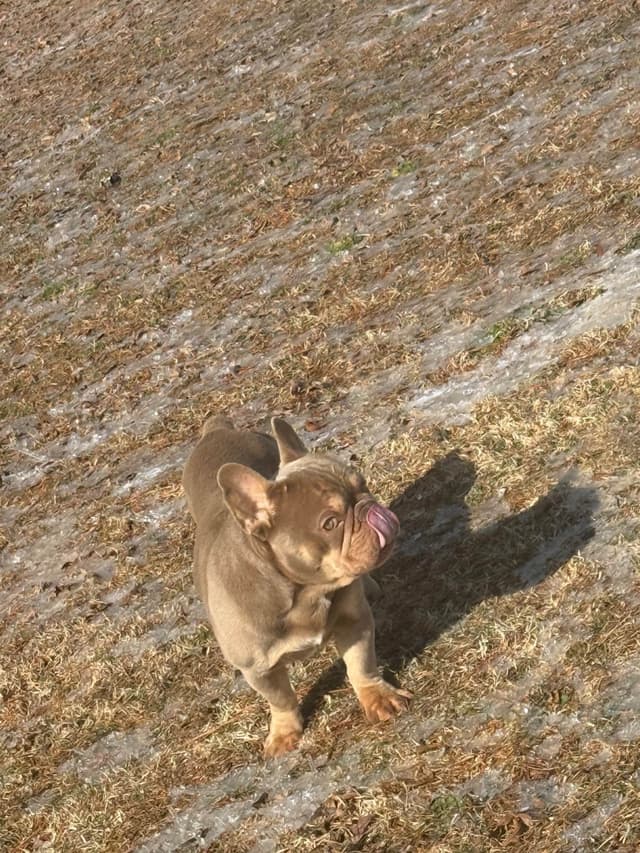 Frenchie Puppies media 6