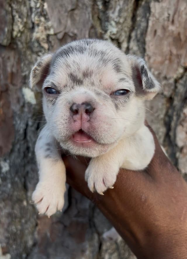 Frenchie Puppies media 7