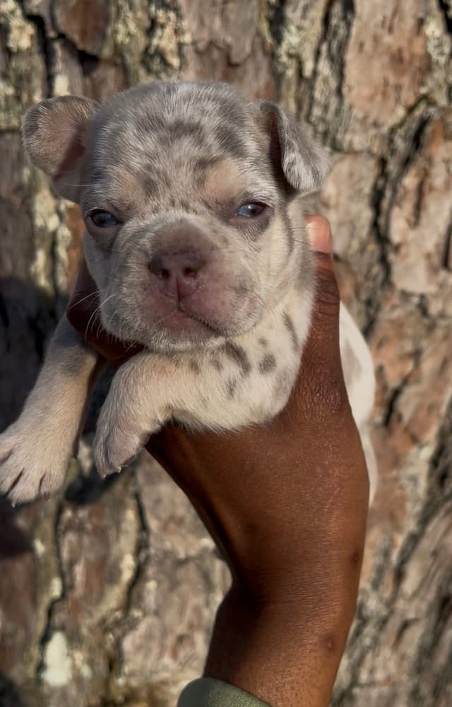 Frenchie Puppies media 9