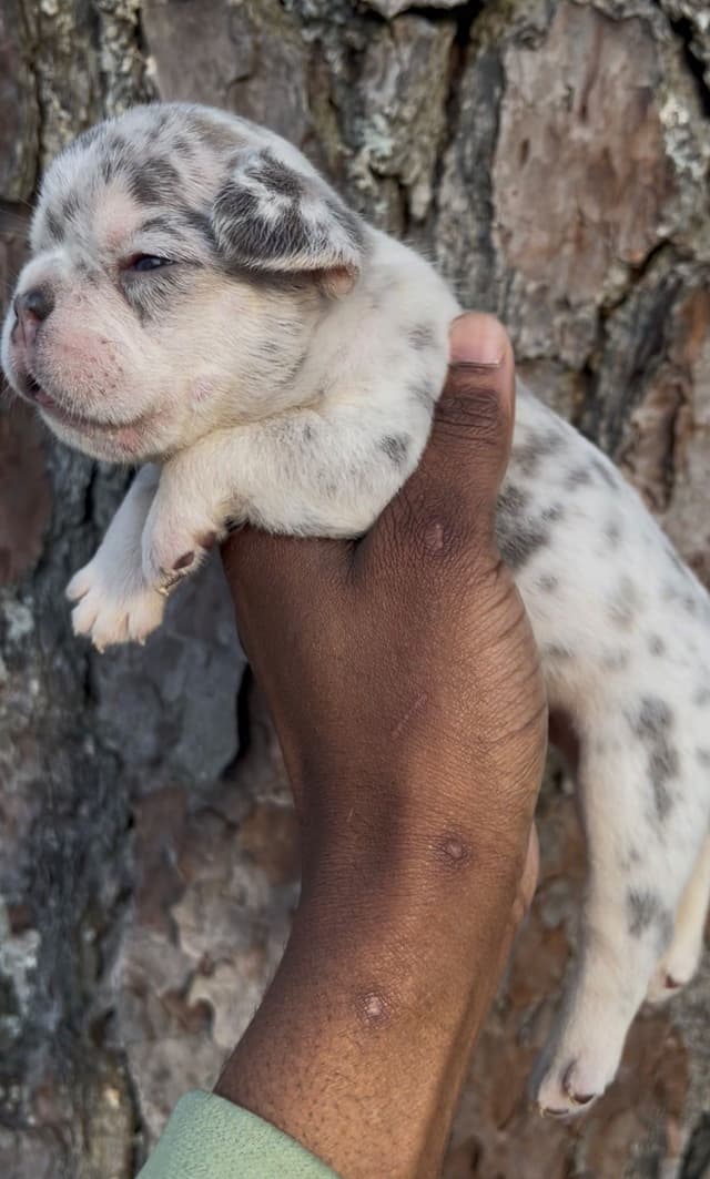 Frenchie Puppies media 8