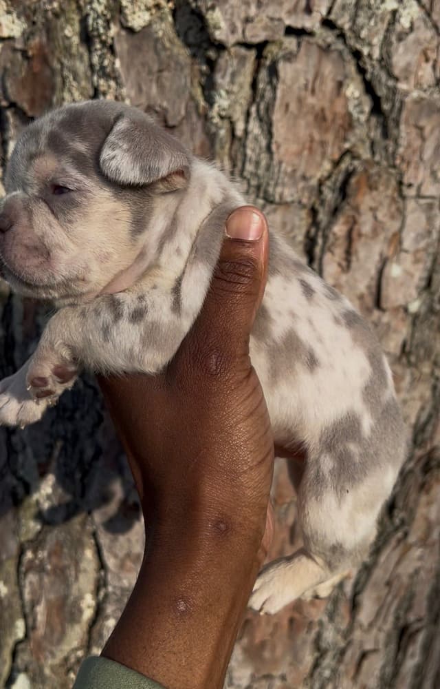 Frenchie Puppies media 10