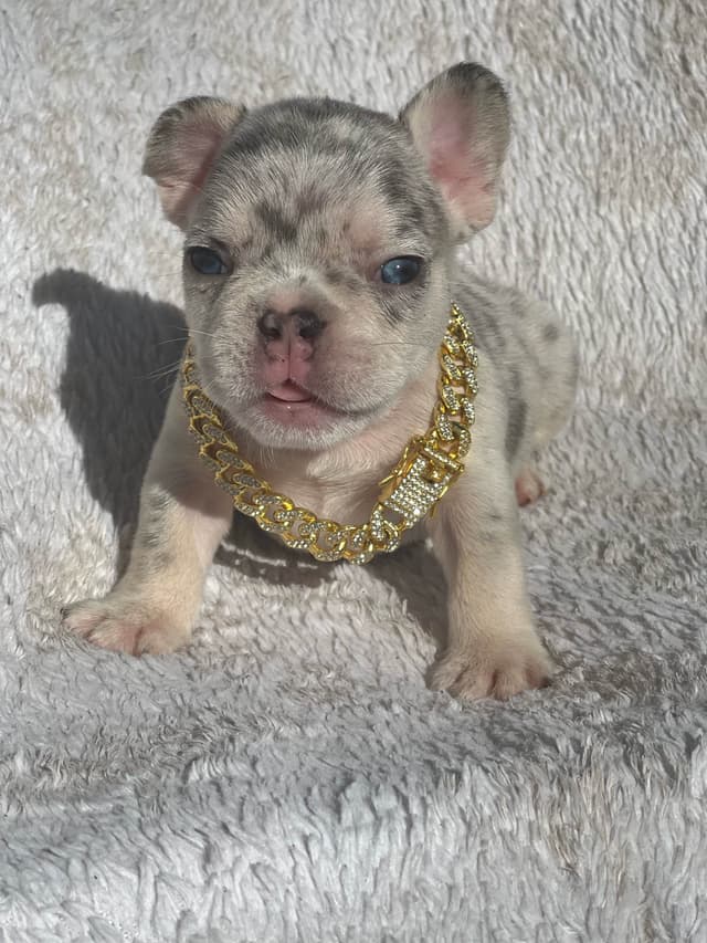 Frenchie Puppies media 13