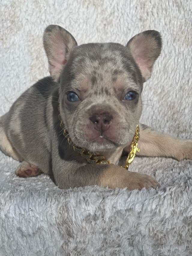 Frenchie Puppies media 14