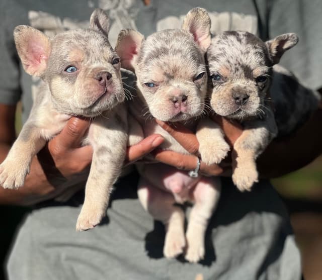 Frenchie Puppies media 15