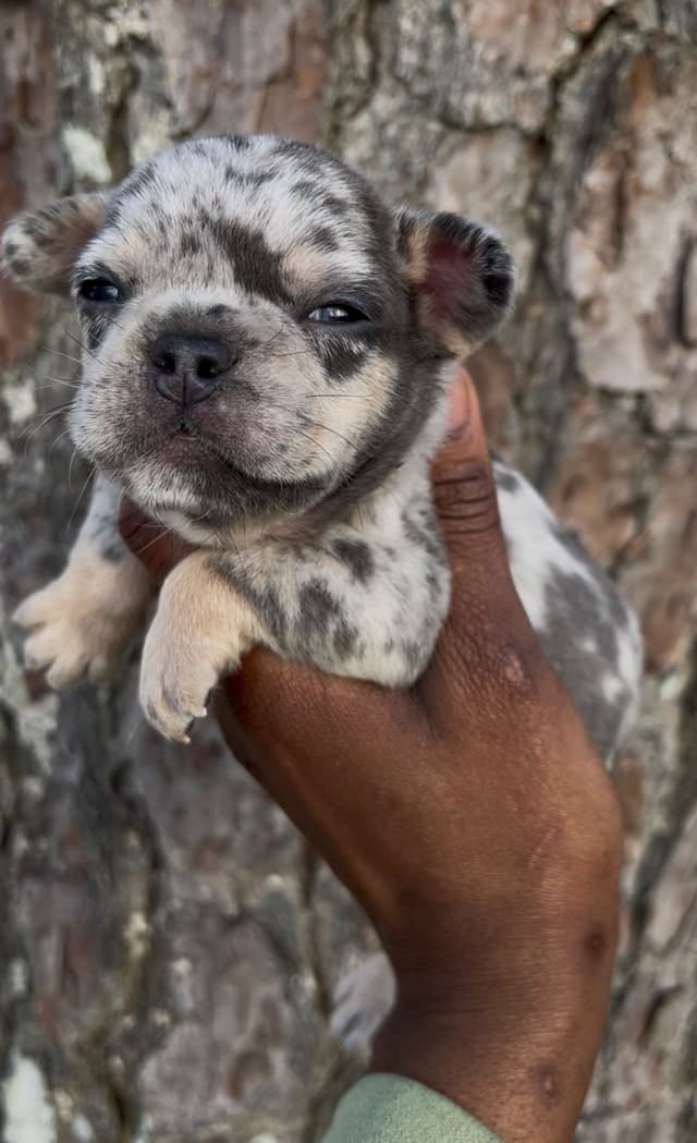 Frenchie Puppies media 11