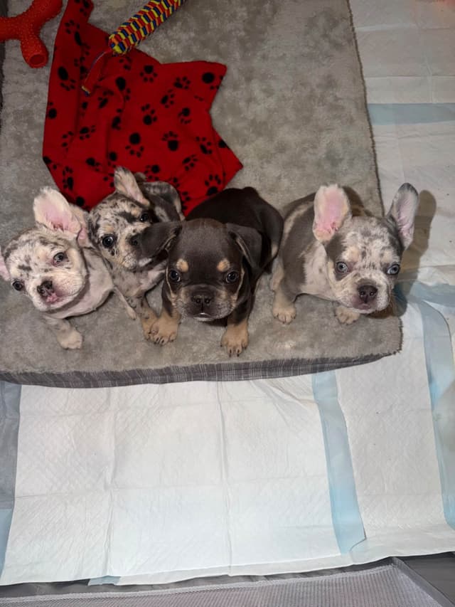Frenchie Puppies media 17