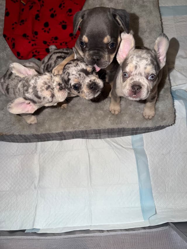 Frenchie Puppies media 16